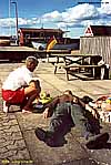 KLIK FOTO FOR FORST�RRELSE (266 Kb)